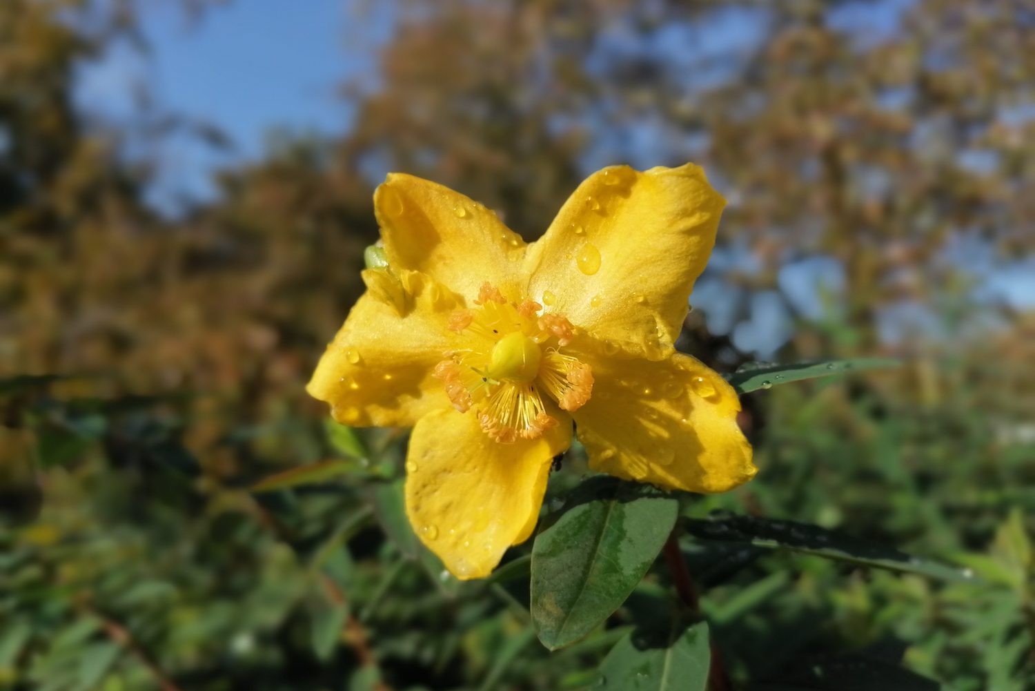 honor 9x hands on news features price specs flower