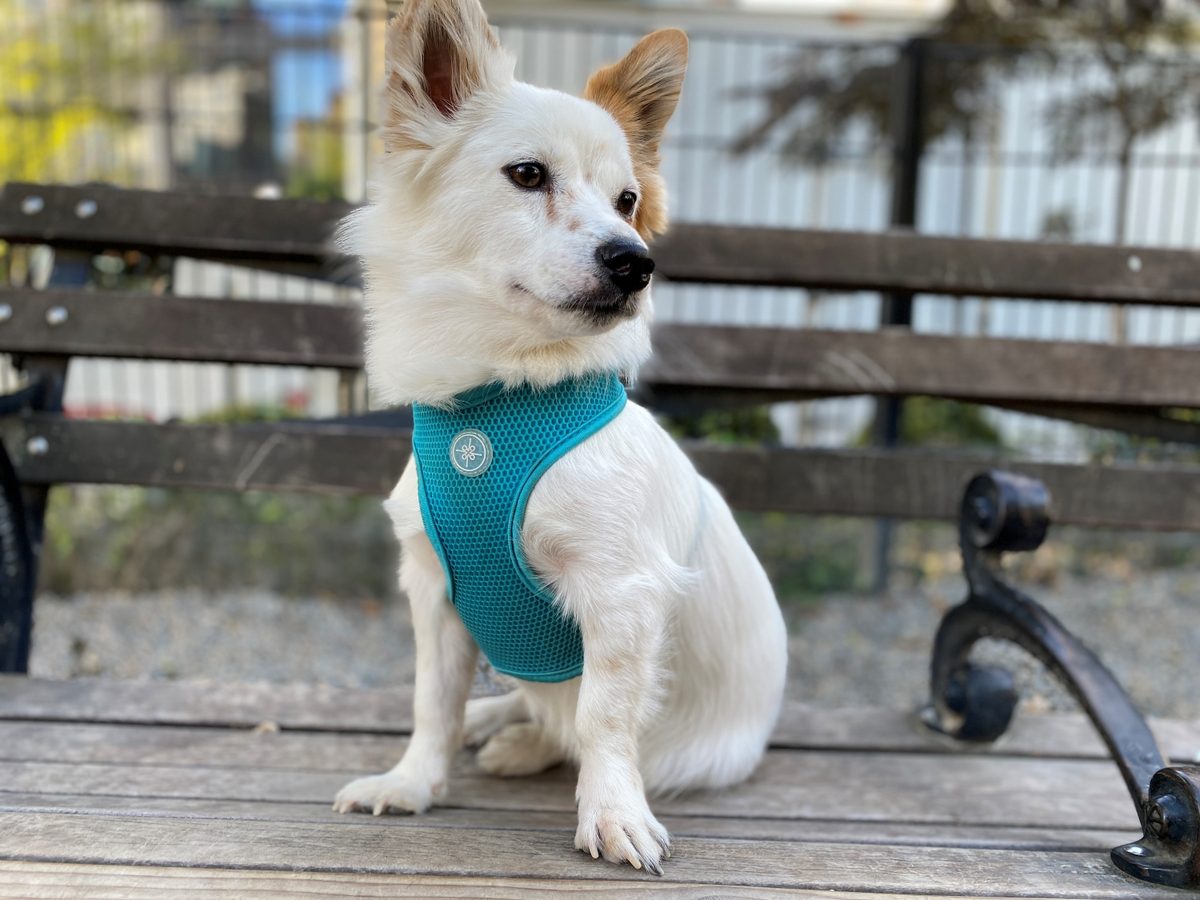 iphone 11 pro max dog portrait mode daylight