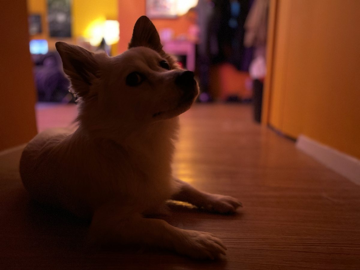 iphone 11 pro max portrait mode dog night
