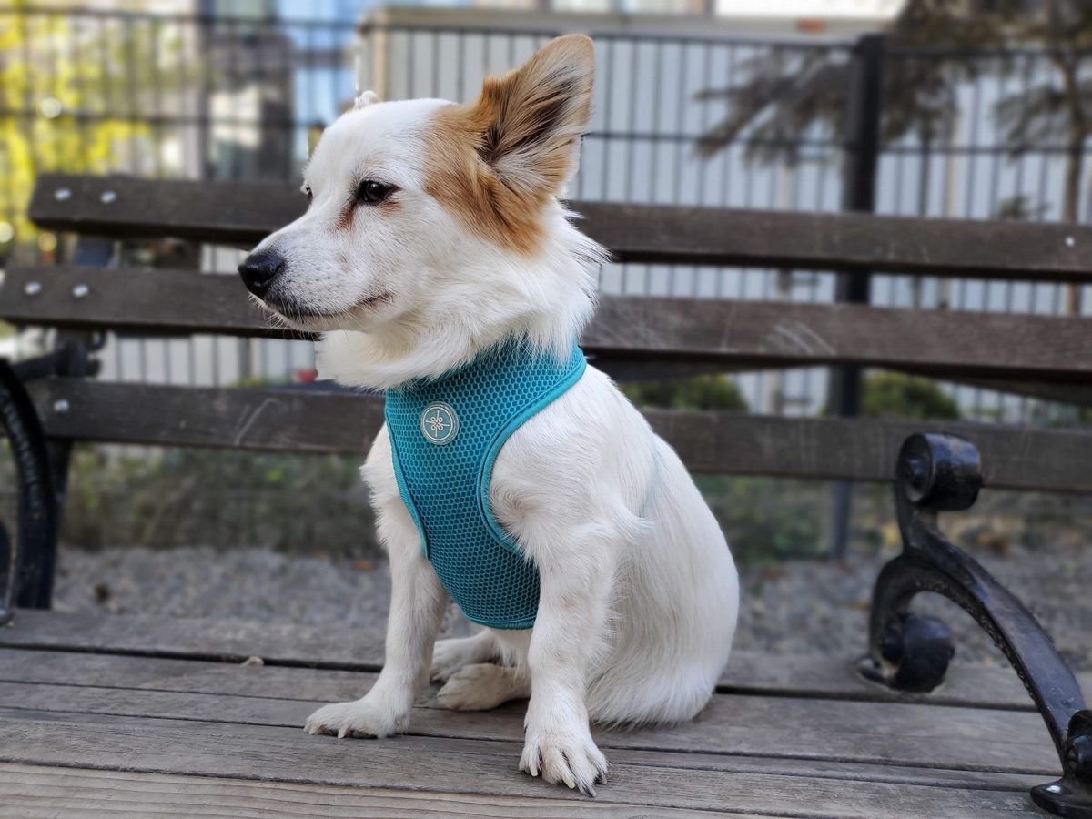 note 10 plus dog portrait mode daylight