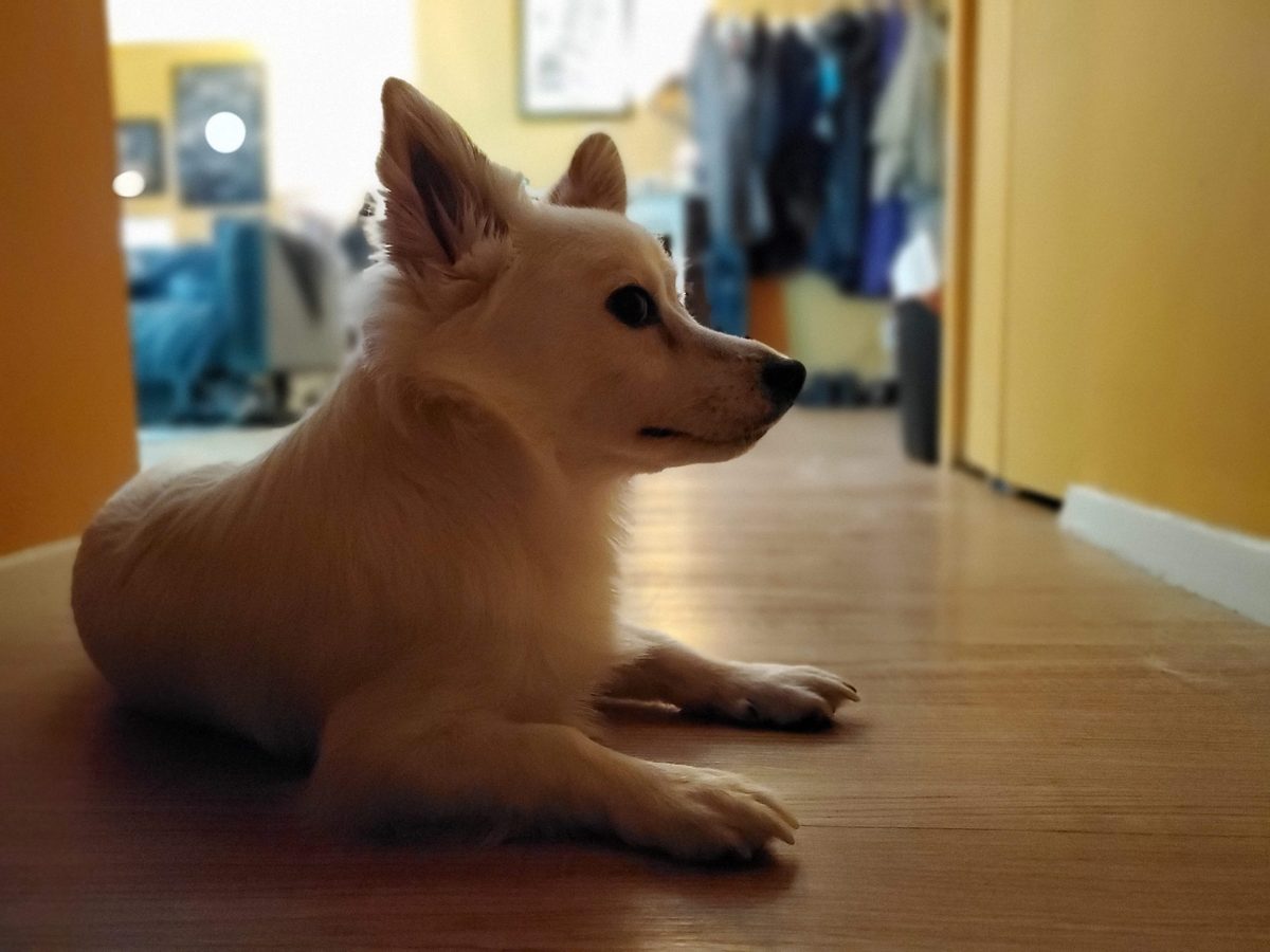 note 10 plus dog portrait mode night