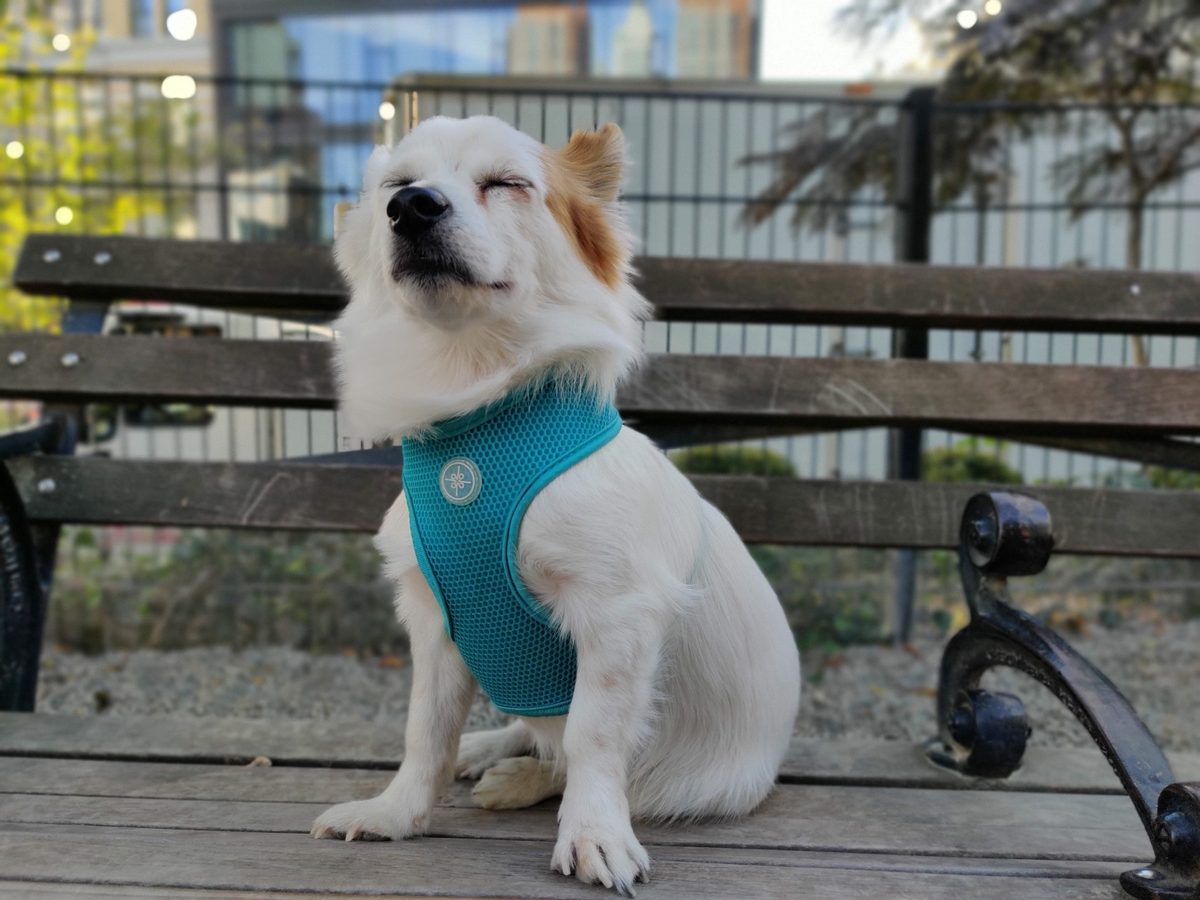 oneplus 7t dog portrait mode daylight