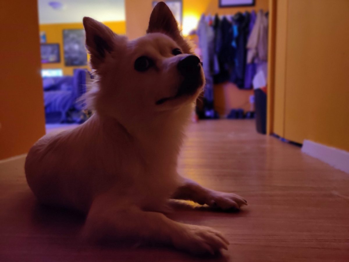 oneplus 7t dog portrait night