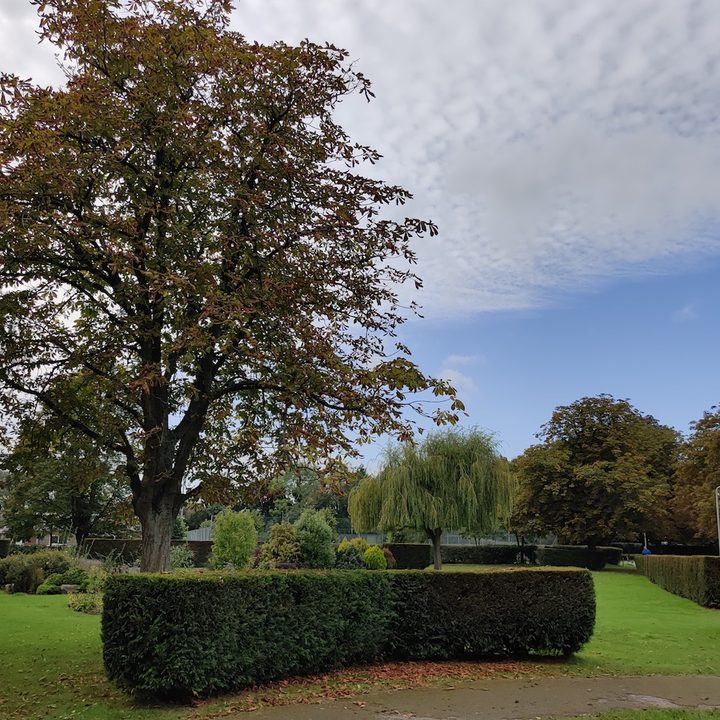 oneplus 7t pro review park