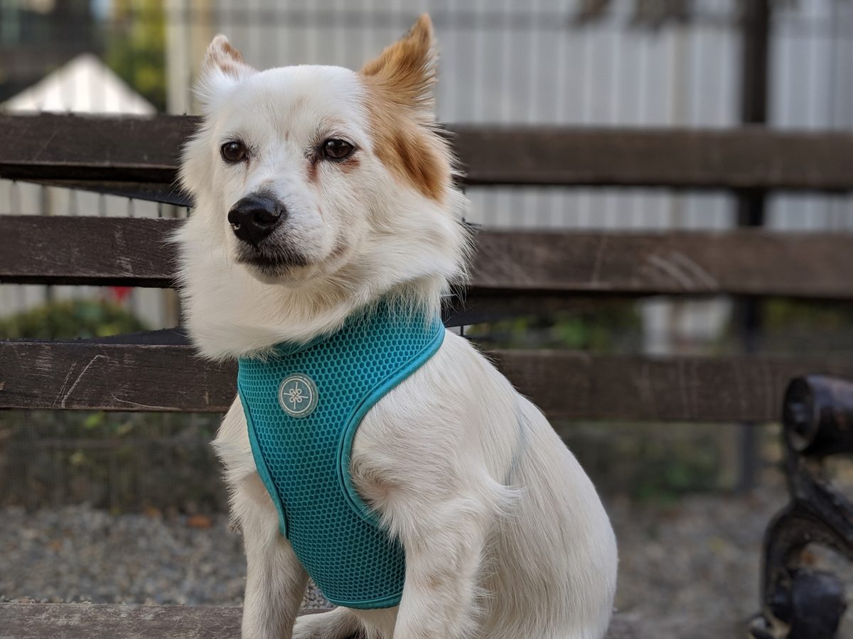 pixel 3 xl dog on a bench portrait mode