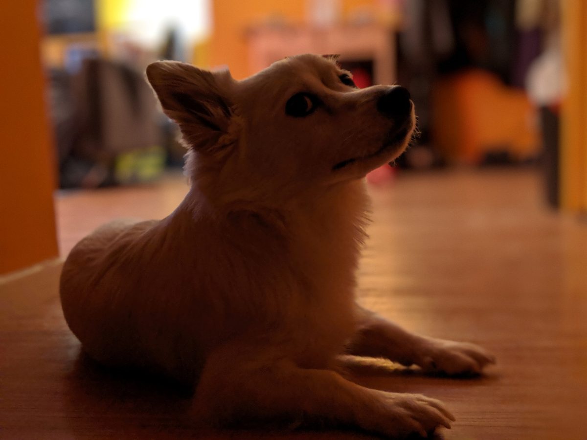 pixel 3 xl portrait mode dog indoors
