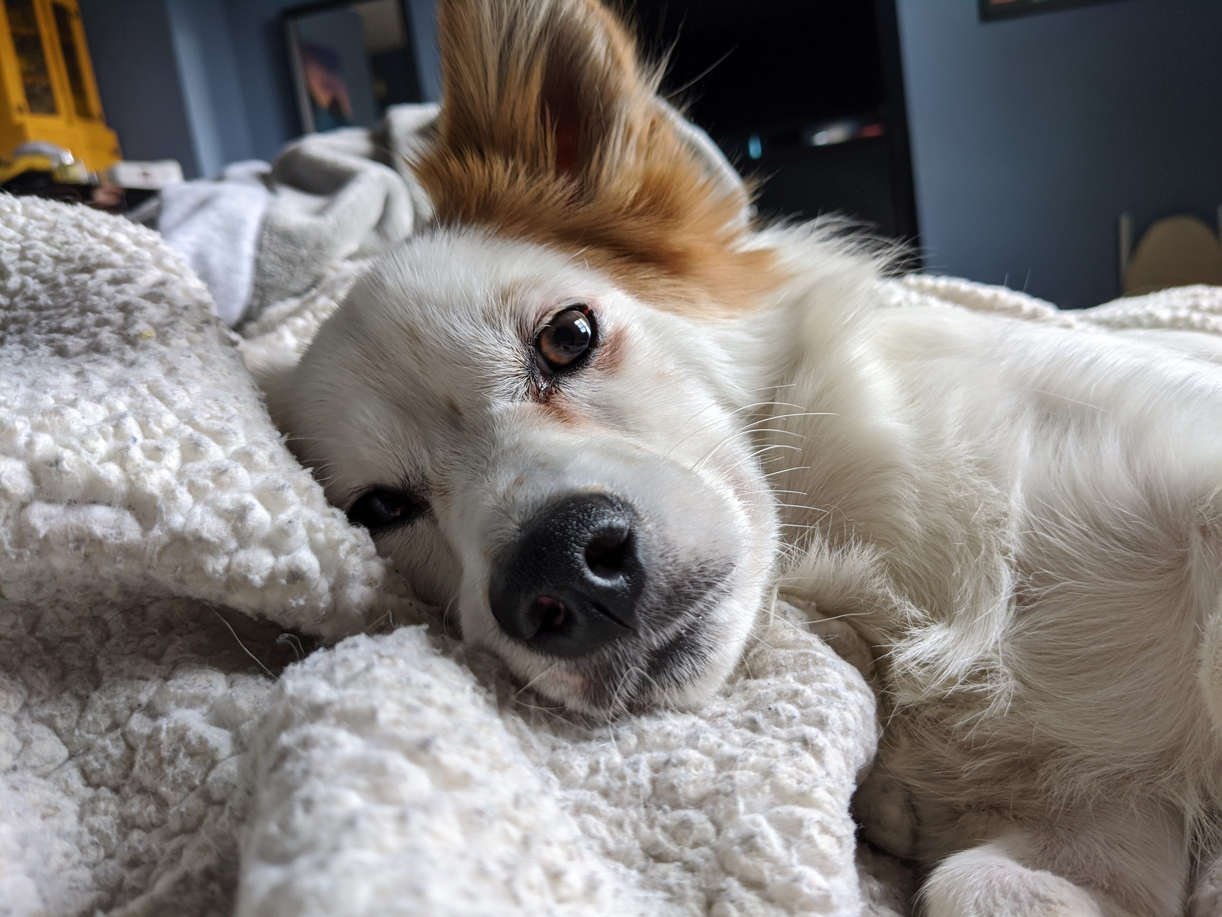 pixel 4 xl normal camera dog sleeping