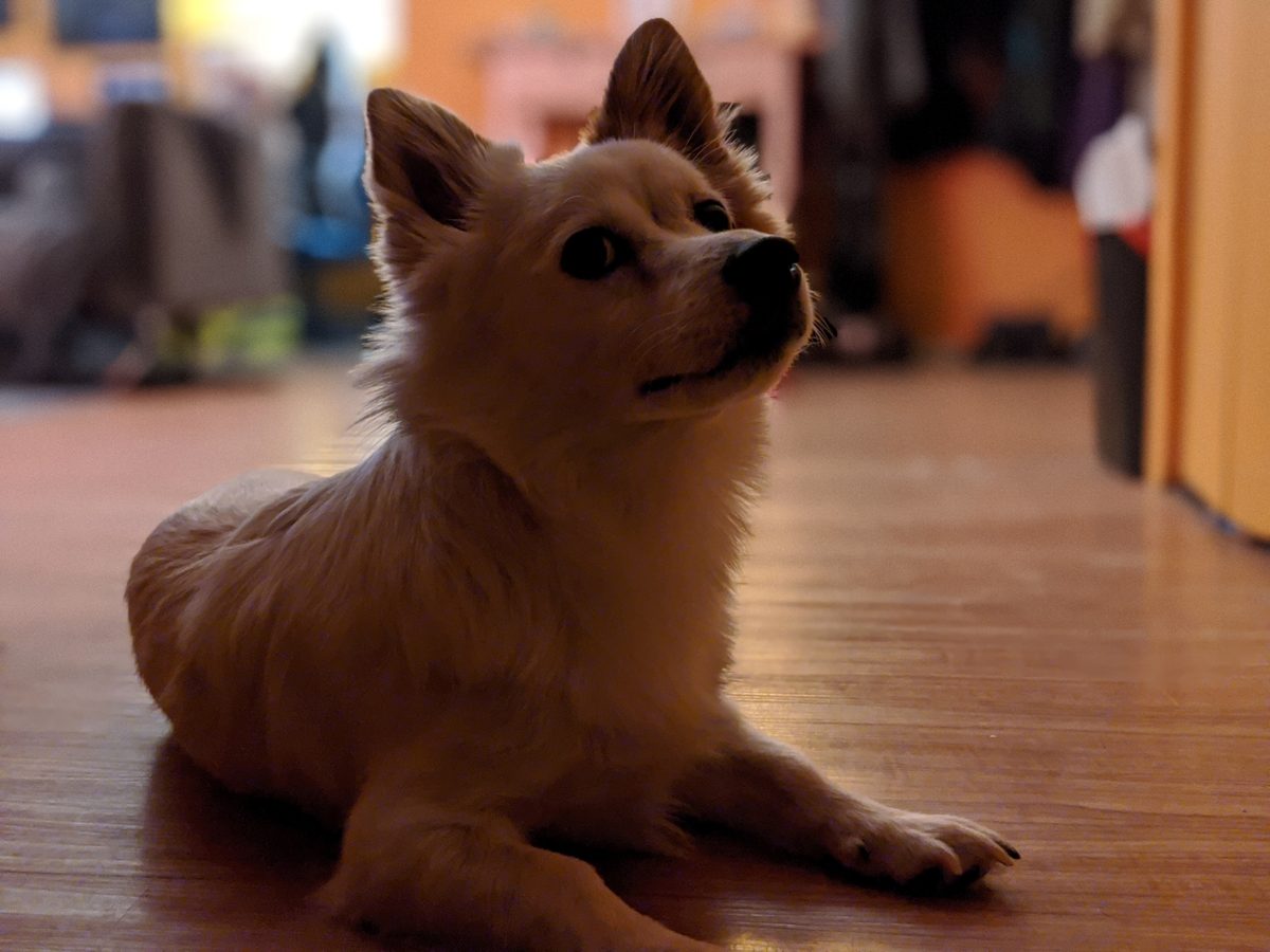 pixel 4 xl portrait dog indoors