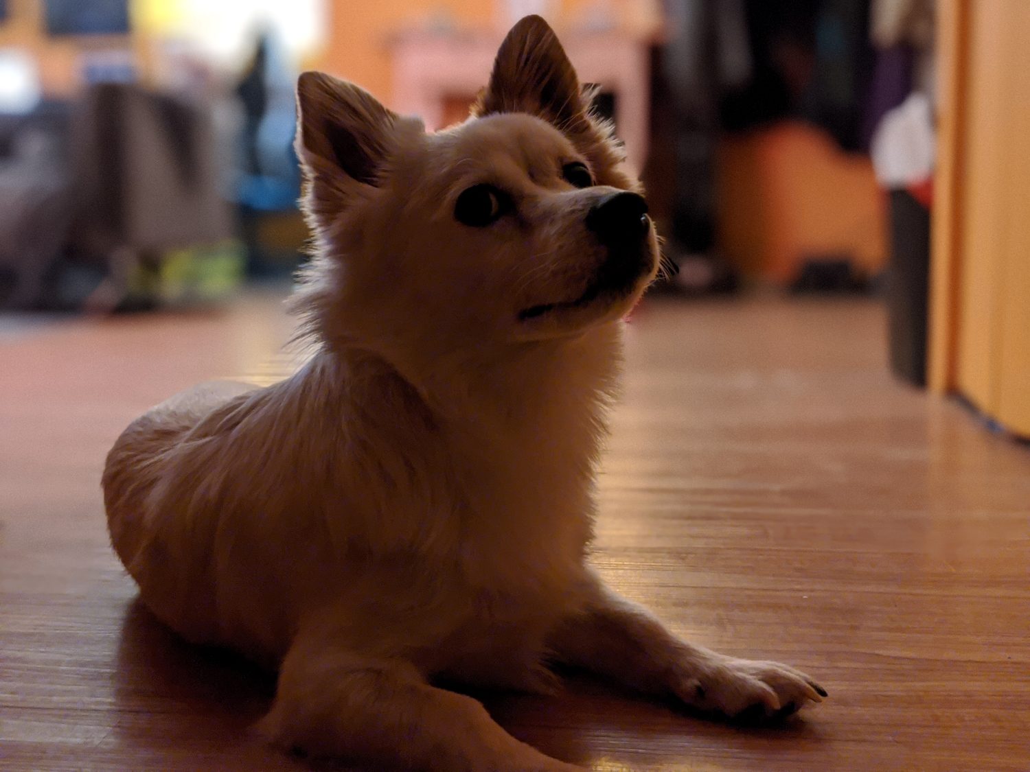 pixel 4 xl portrait dog indoors