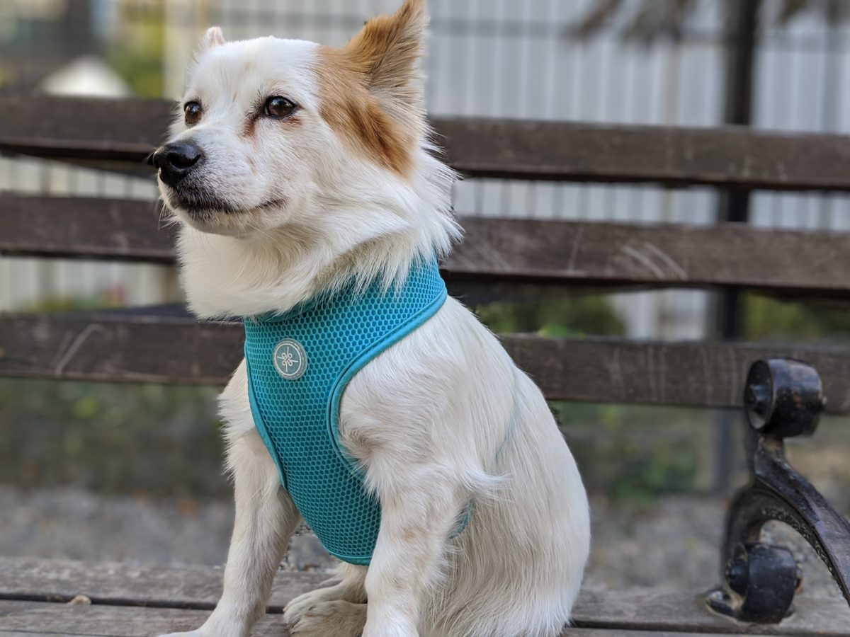 pixel 4 xl portrait mode dog on a bench