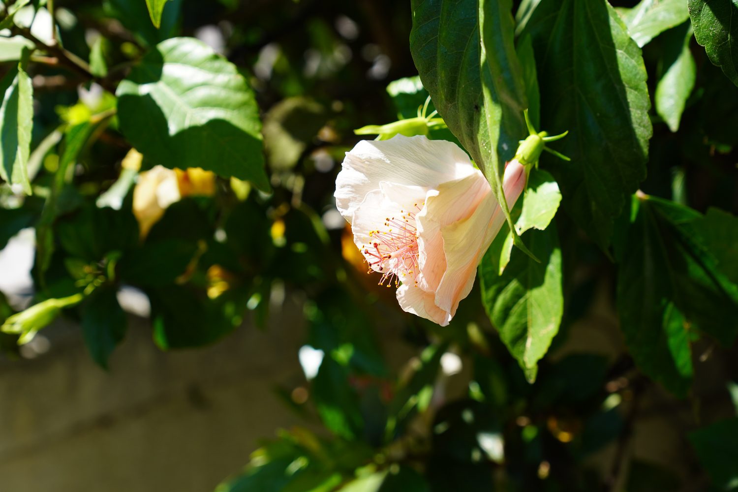Sony A6100 Photo Sample