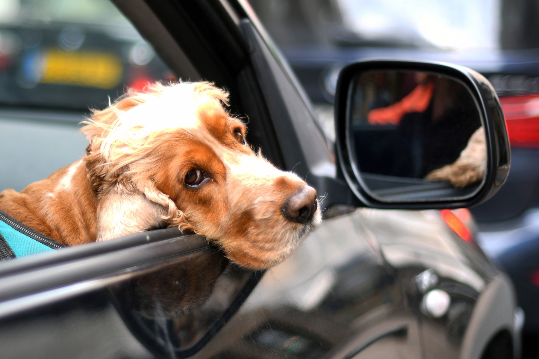 Dog in Car