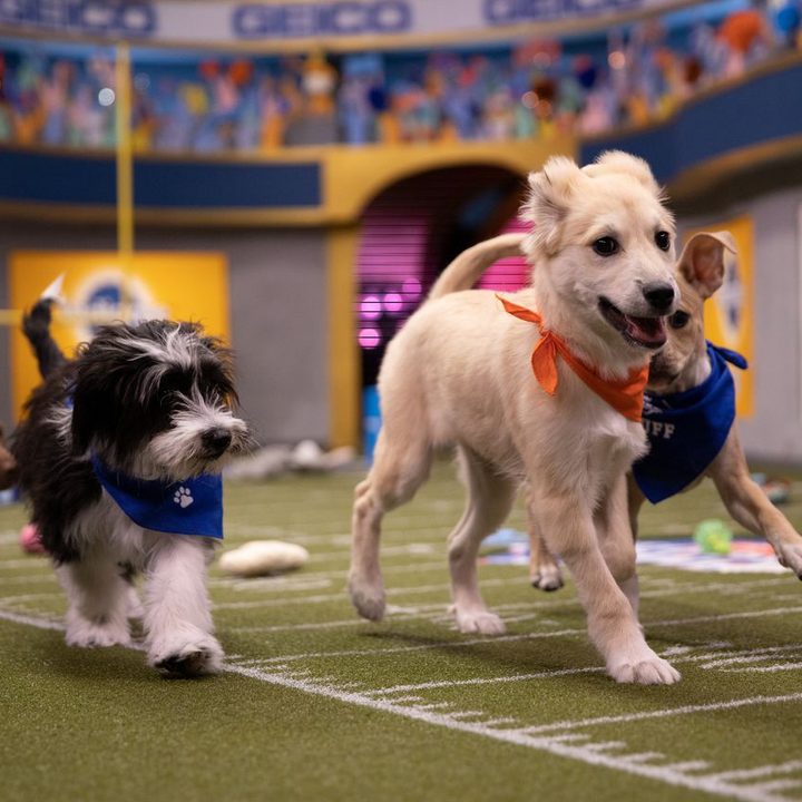 Puppies Playing Football