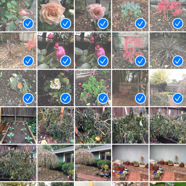 how to delete and recover photos on your iphone delete2