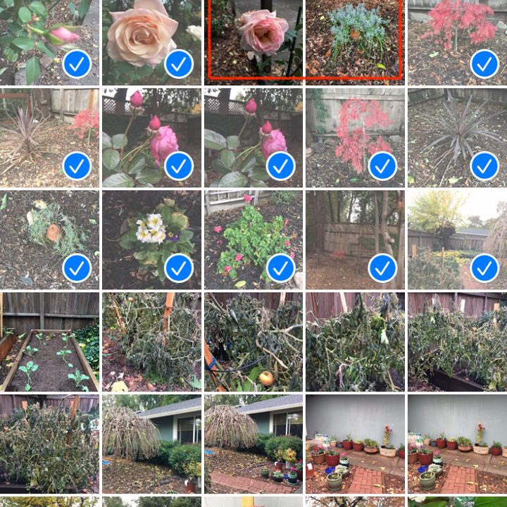 Delete photos from Camera Roll