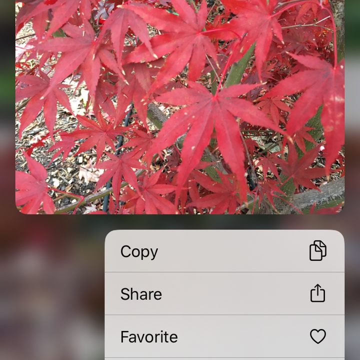 how to delete and recover photos on your iphone delete4