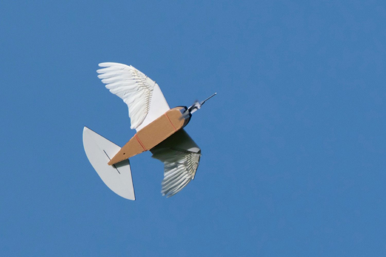 pigeon bot feather drone takes flight dl0 0218 2