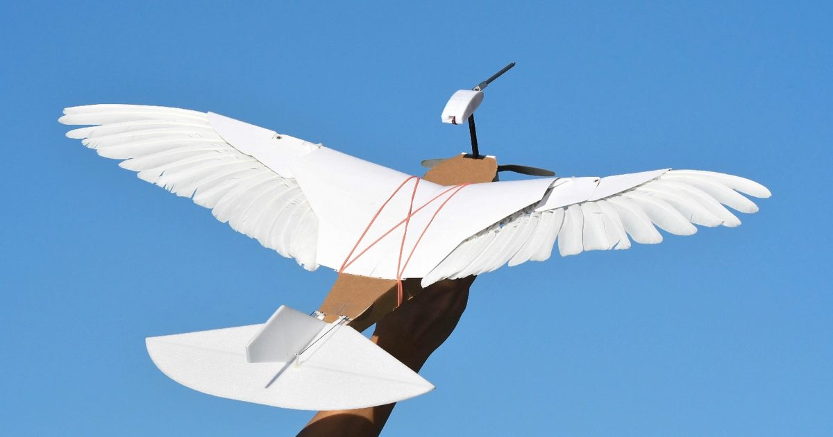 wing flying pigeon drone