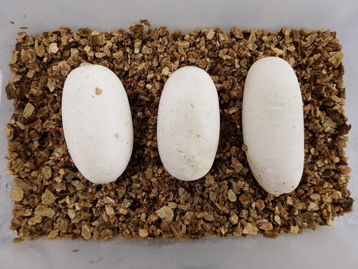 Naja atra eggs