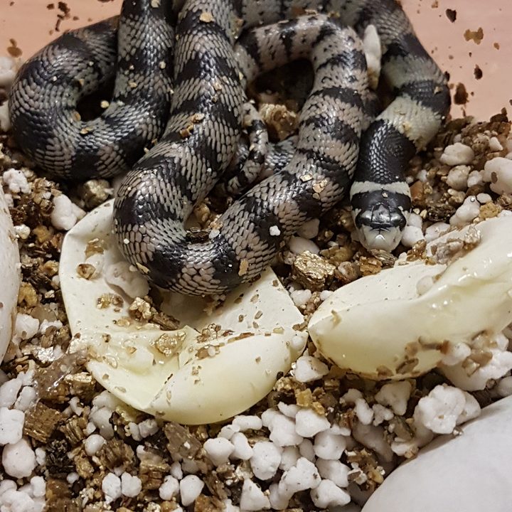 Aspidelaps lubricus hatching