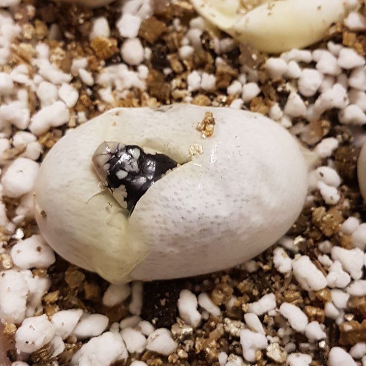 Aspidelaps lubricus hatching