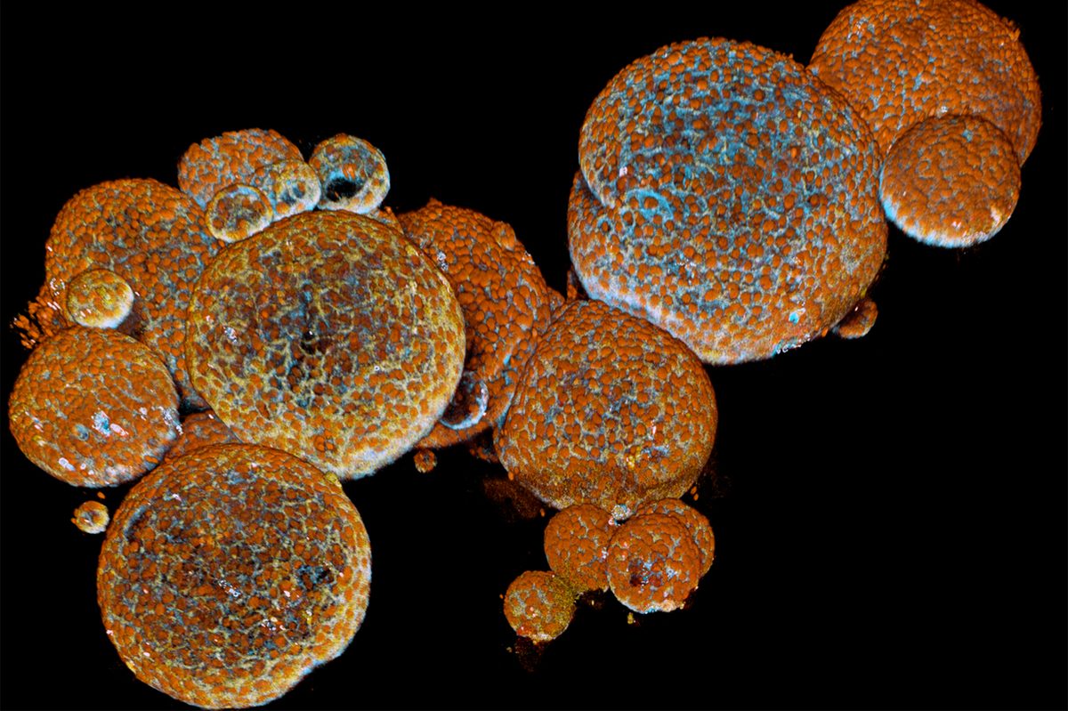 Immunofluorescent images of Aspidelaps lubricus organoids