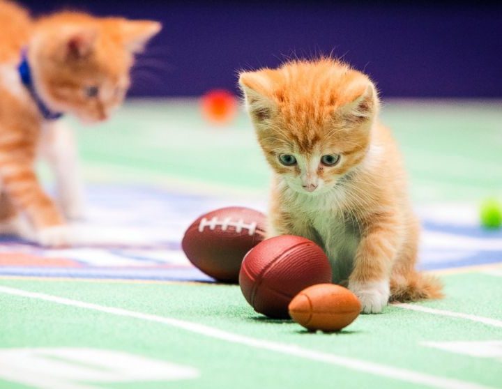 Kittens Playing Football
