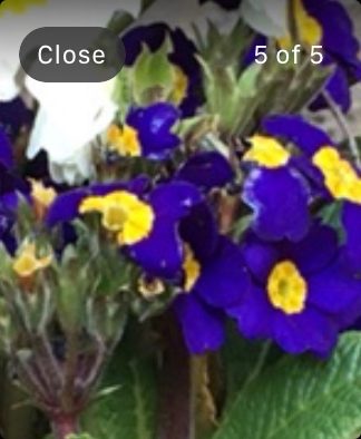 Apple Watch Camera view. fill frame
