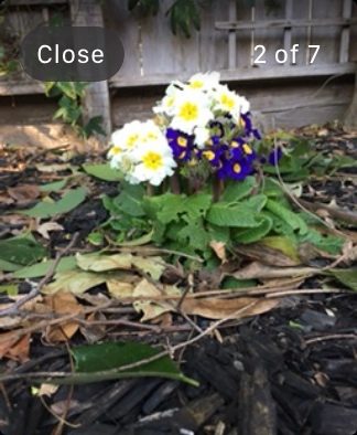Apple Watch Camera view close button.