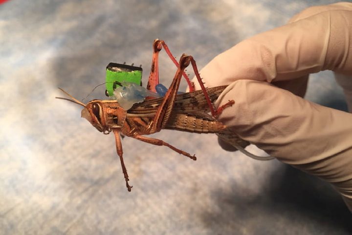 Locust cyborg 1