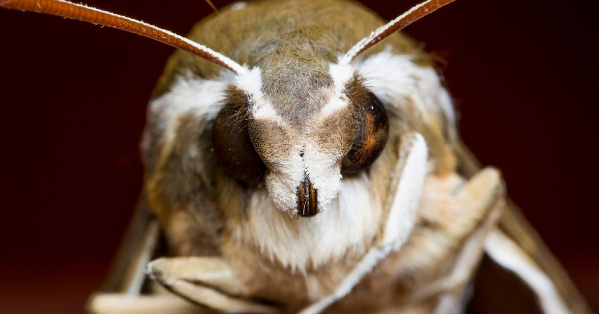 Moth Computer Virus How genetically engineered moths could save billions in crop damage ...