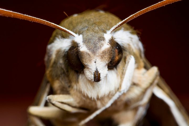 Moth closeup of face 1