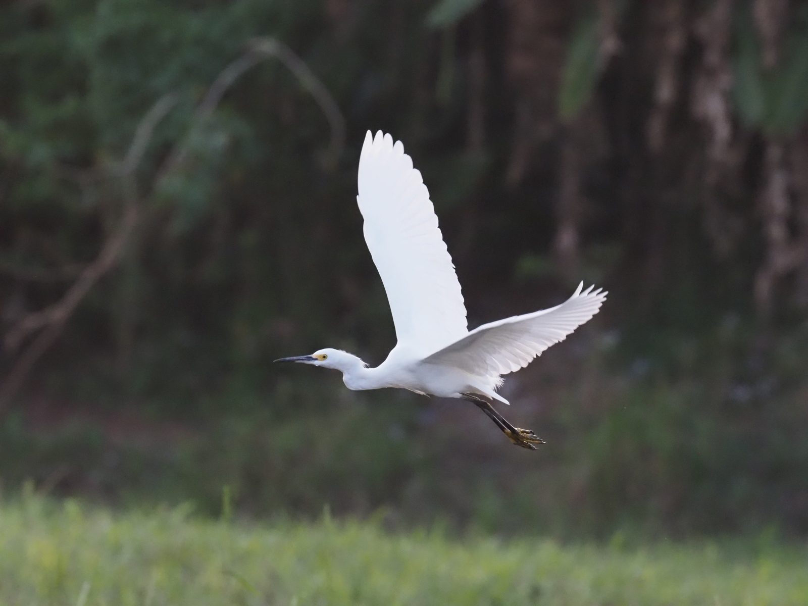 Olympus OMD E M1