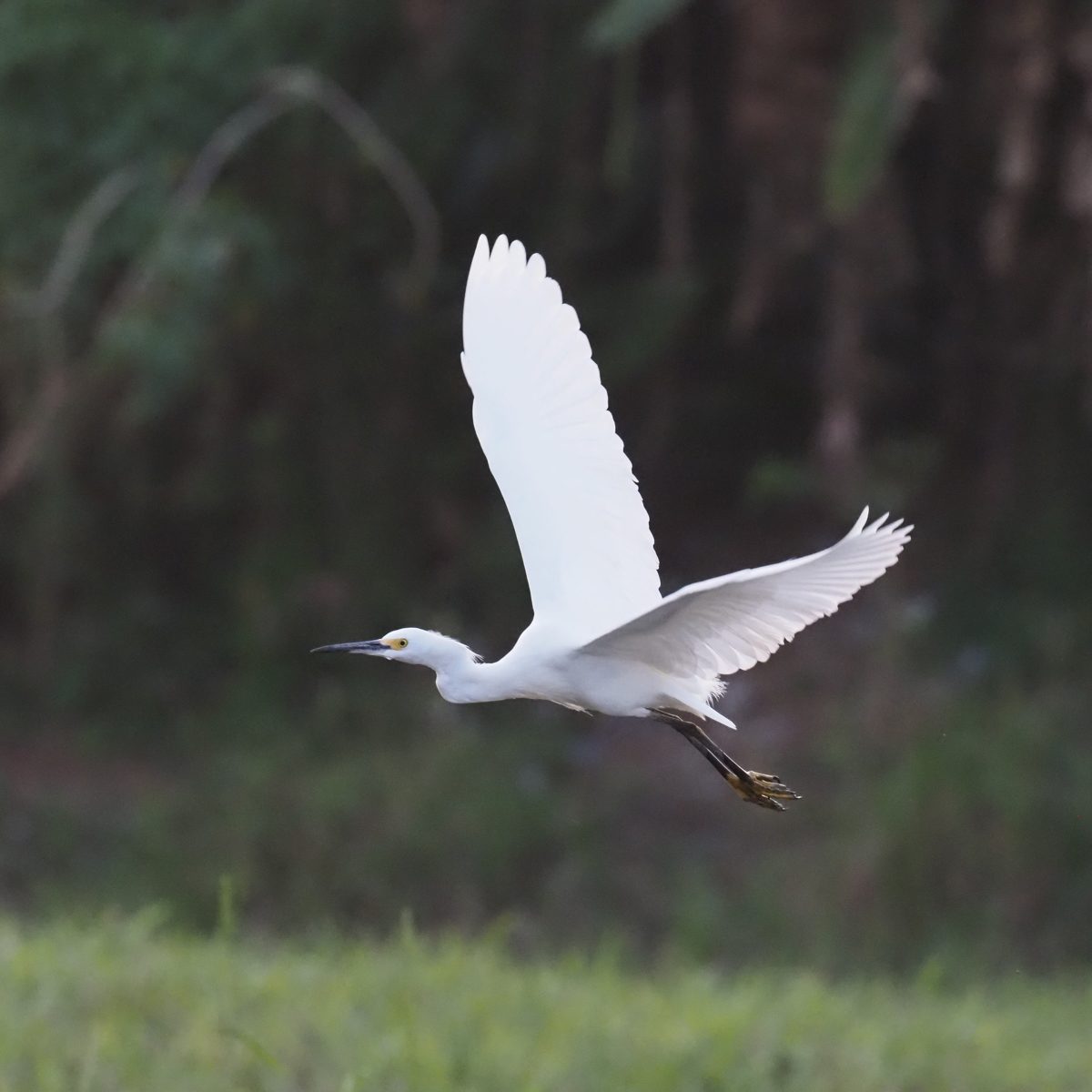 Olympus OMD E M1