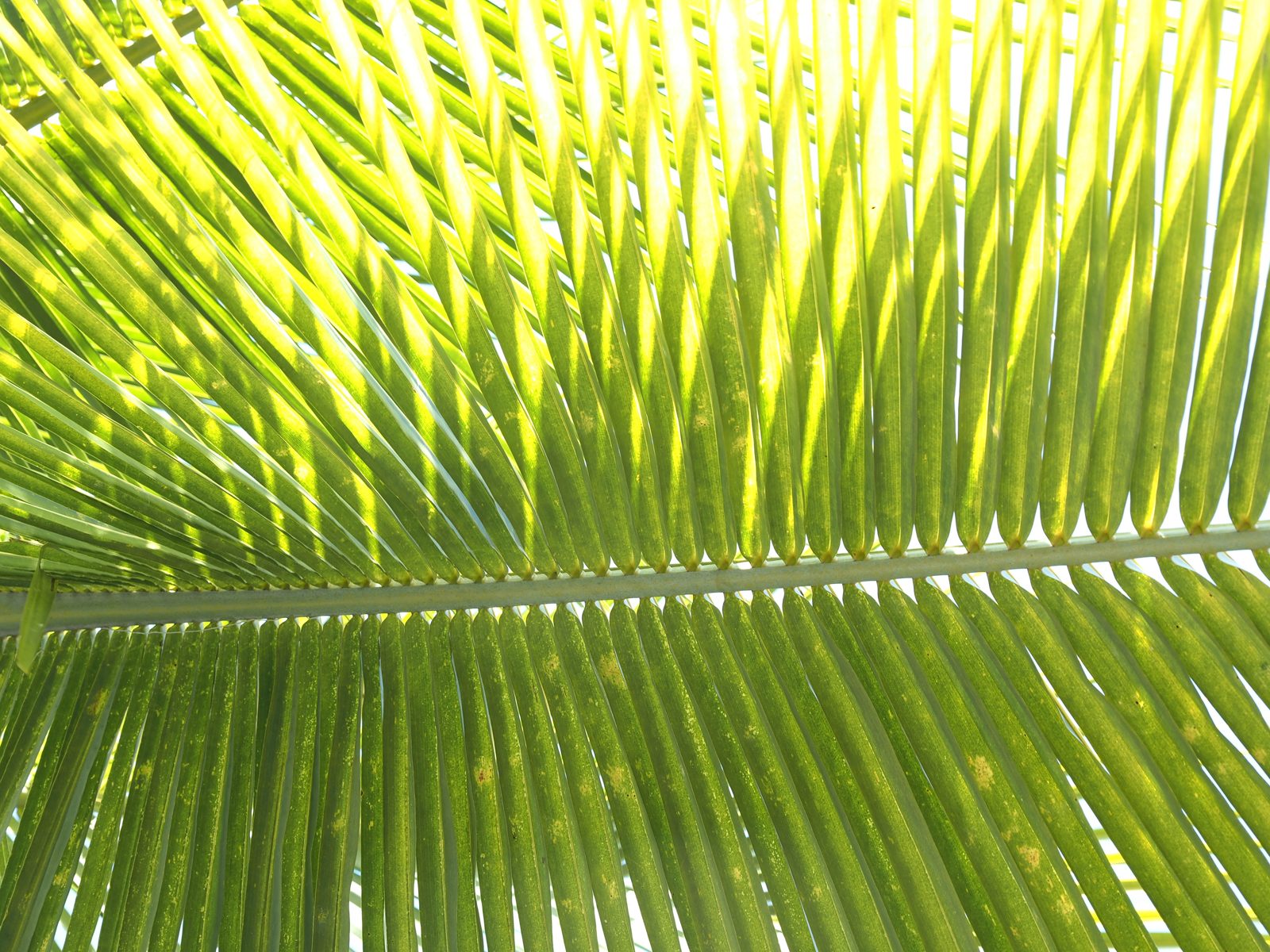 olympus m zuiko ed 12 45mm f40 pro review omd e m1 mark iii 2070075