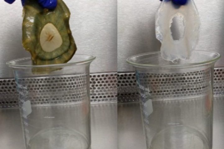 Jellyfish scaffold