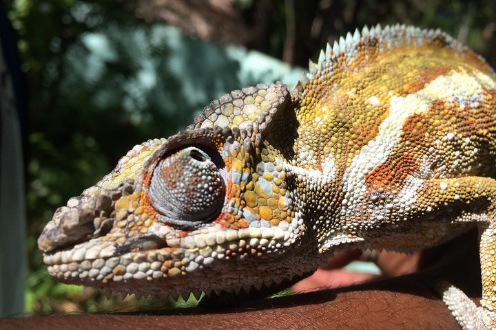Iguana