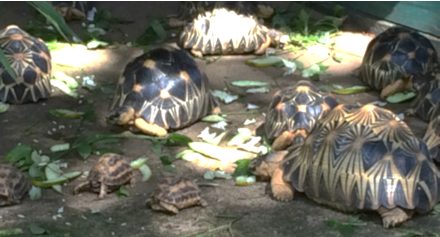 turtles