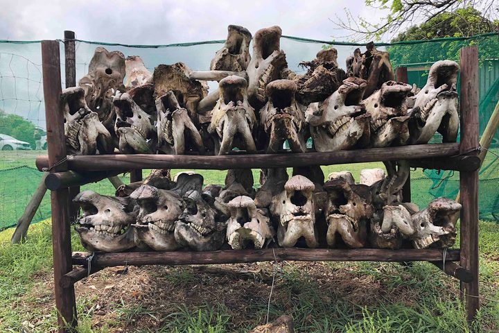 Animal skulls on shelf