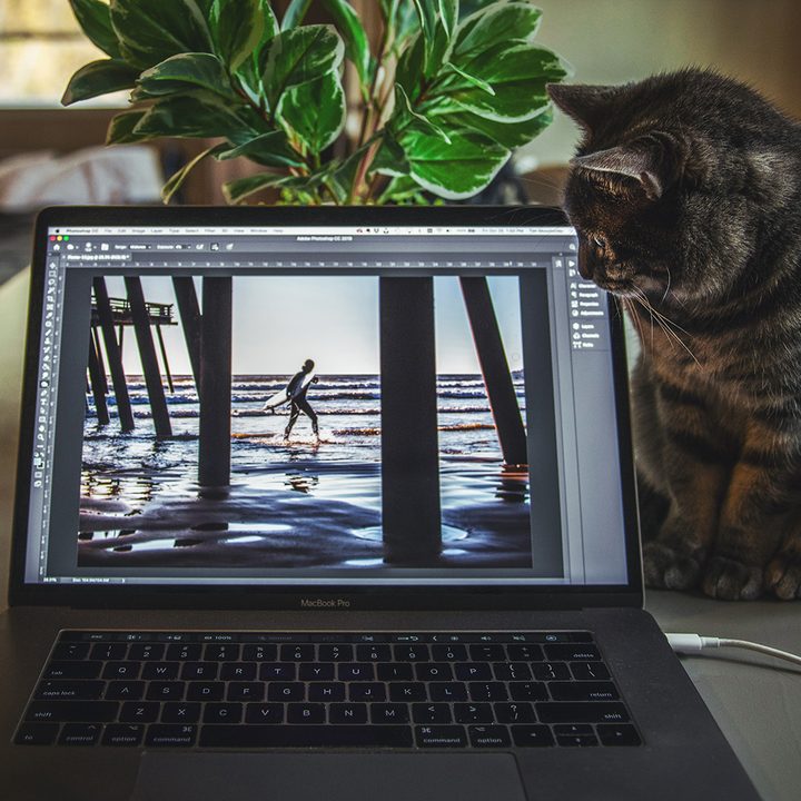 A cat looks at a laptop screen with Photoshop on the display.