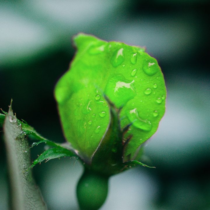 photoshop change color of object dsc 1728 green