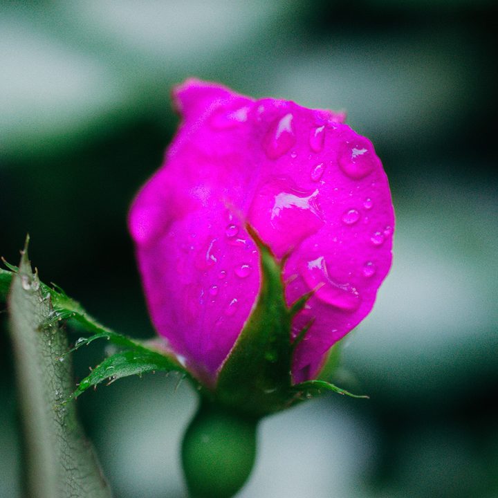 photoshop change color of object dsc 1728 pink
