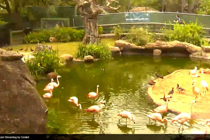 Houston Zoo webcam