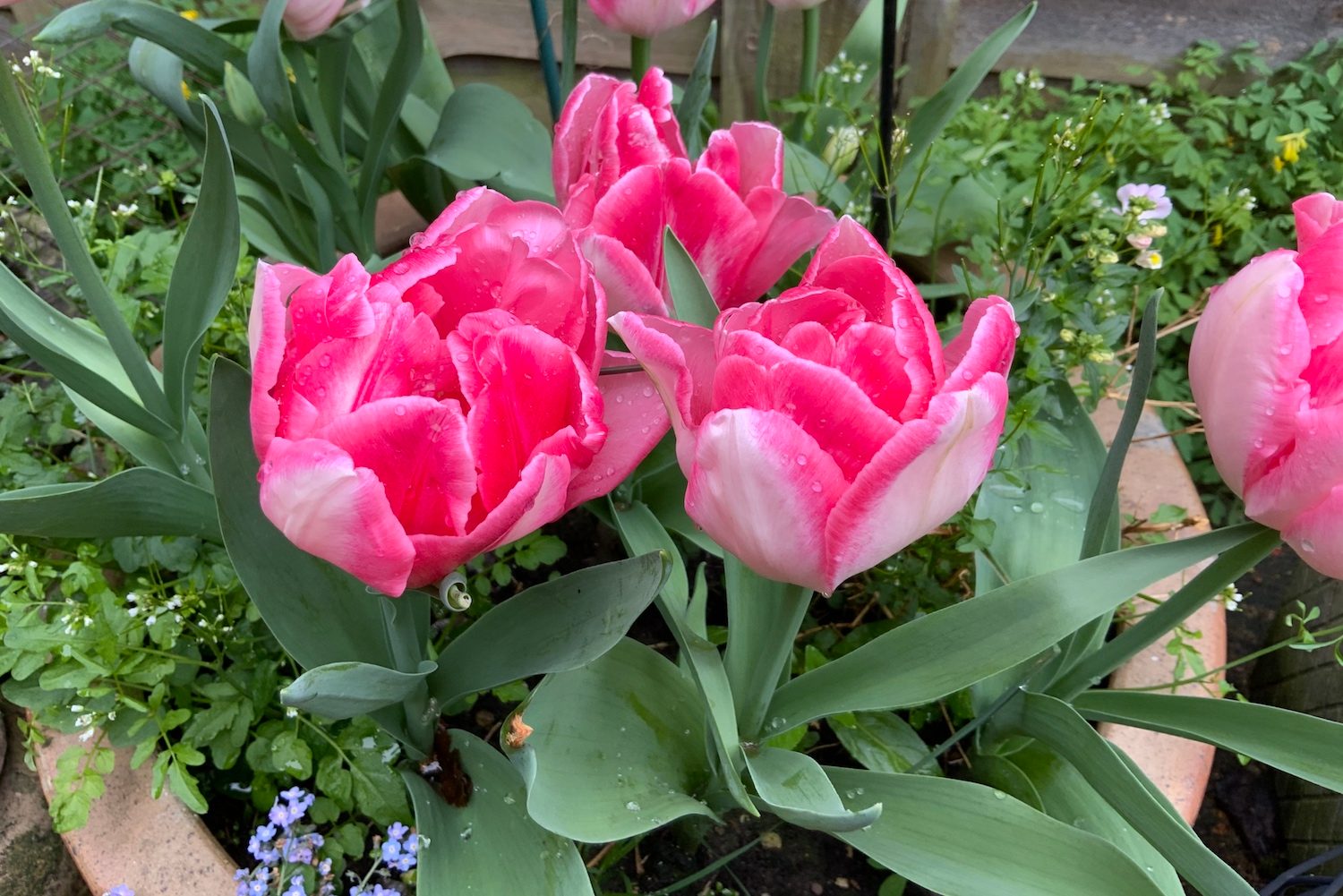 apple ipad pro 2020 review flowers