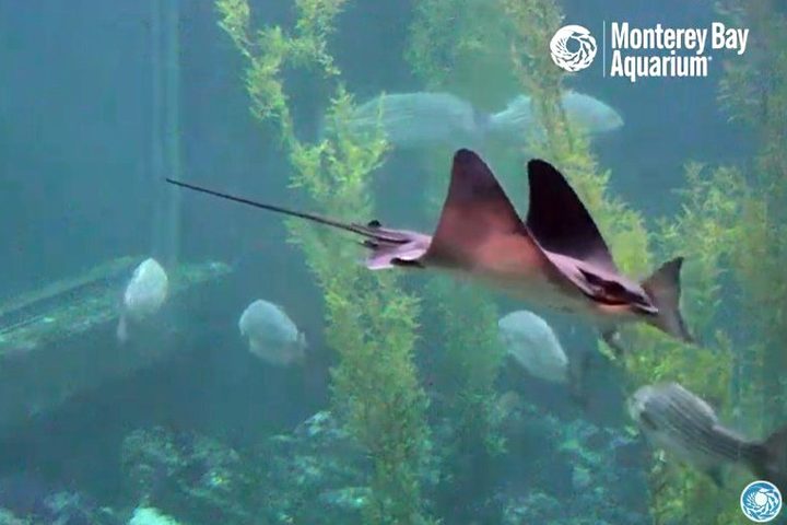 Monterey Bay Aquarium live feed