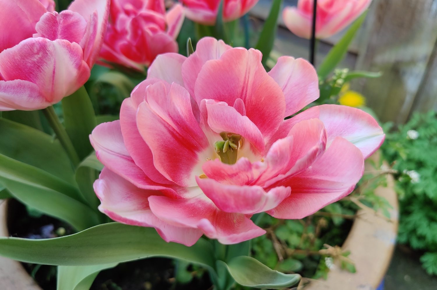 oneplus 8 pro review plant color filter