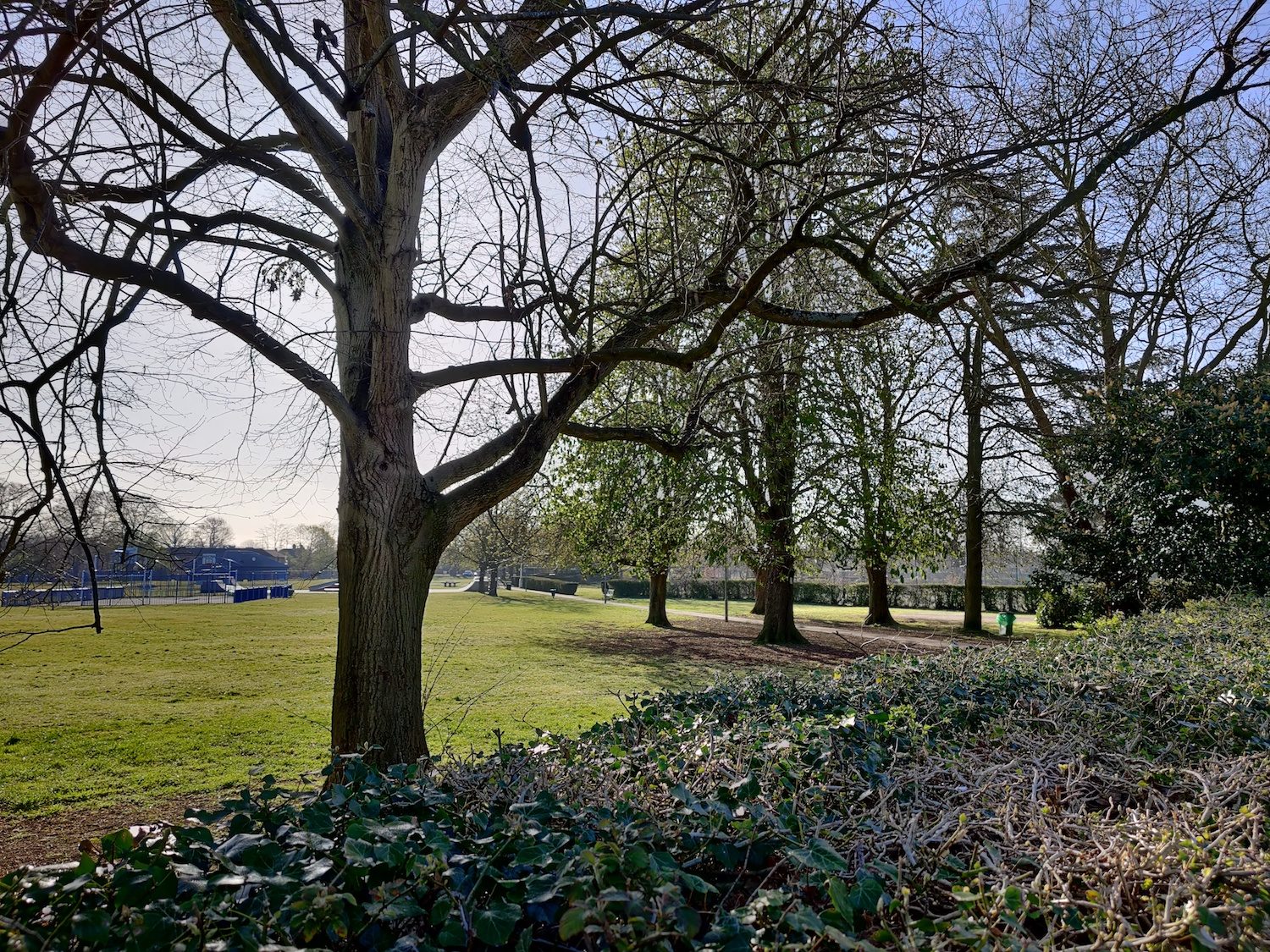 oneplus 8 pro review tree