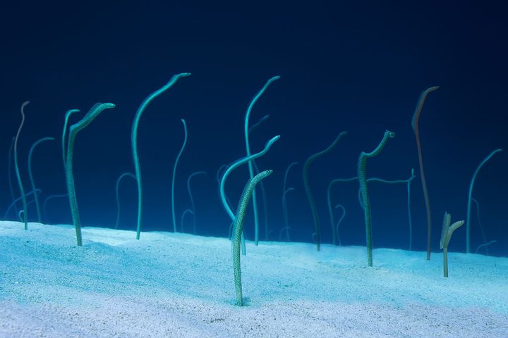 Garden eels