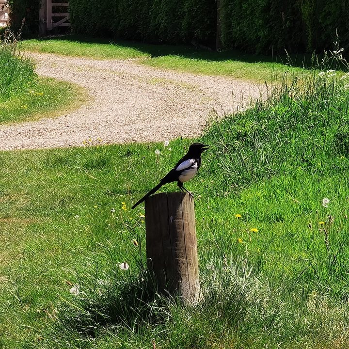 samsung galaxy s20 ultra vs huawei p40 pro camera zoom comparison magpie