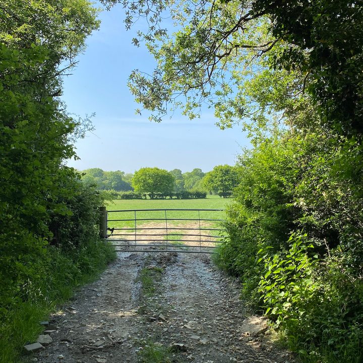 iphone 11 pro galaxy s20 plus oneplus 8 huawei p40 camera shootout shaded gate